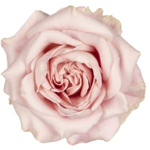 SWEET 4 LOVE 70 ROSAPRIMA